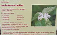 Famille Lamiacees ou Labiees ou Lamiaceae (txt)